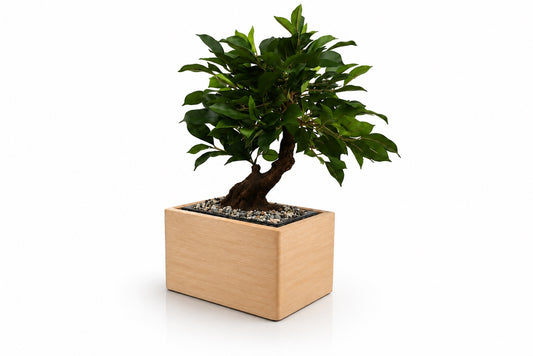 Urne funéraire Bonsaï Ficus en hêtre massif sans plaque personnalisée – SOUL GARDEN