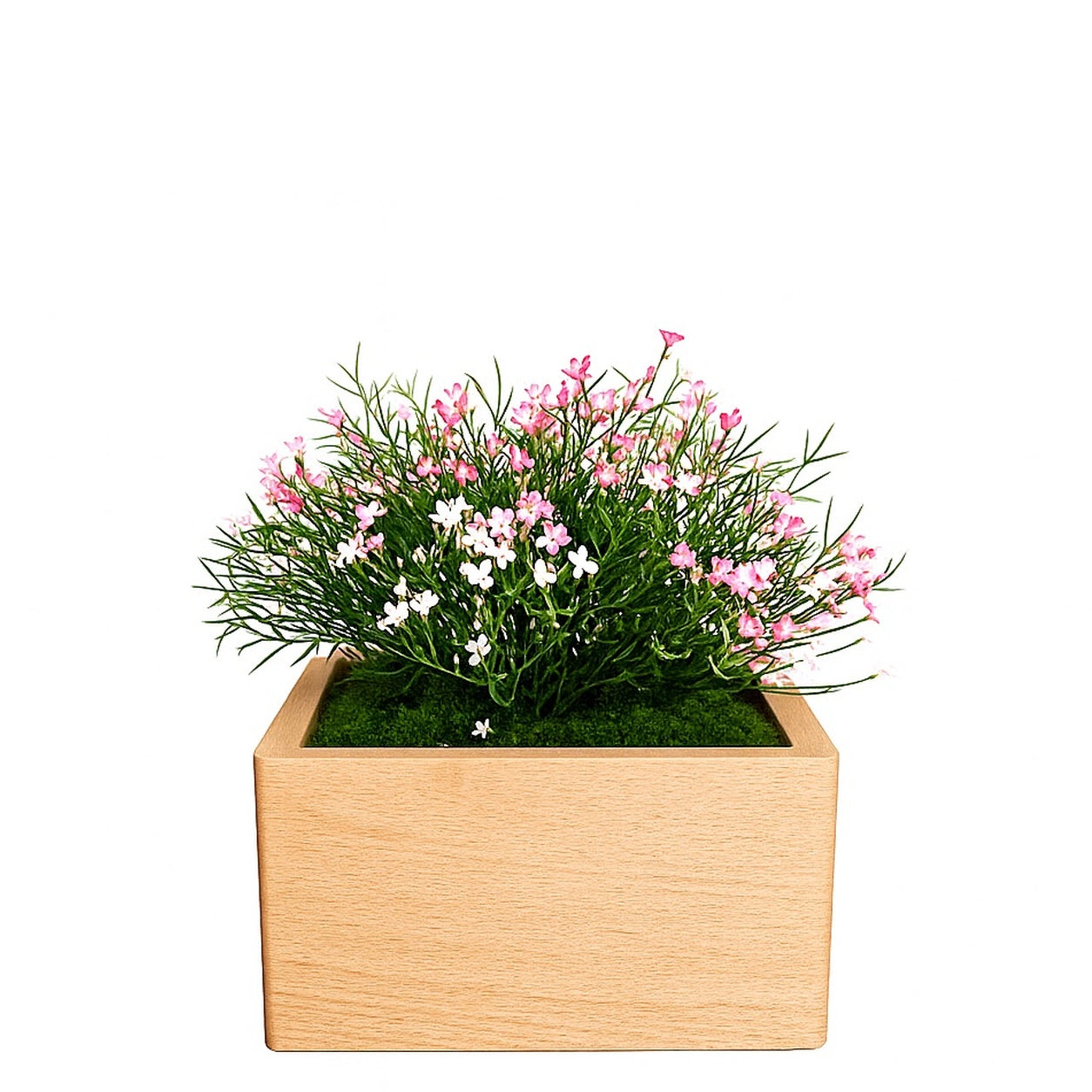 Urne funéraire artisanale Marguerite Rose en hêtre massif pour chien ou chat