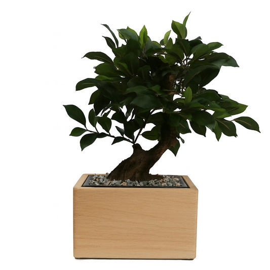 Urne funéraire artisanale Bonsaï Ficus en hêtre massif pour chien ou chat