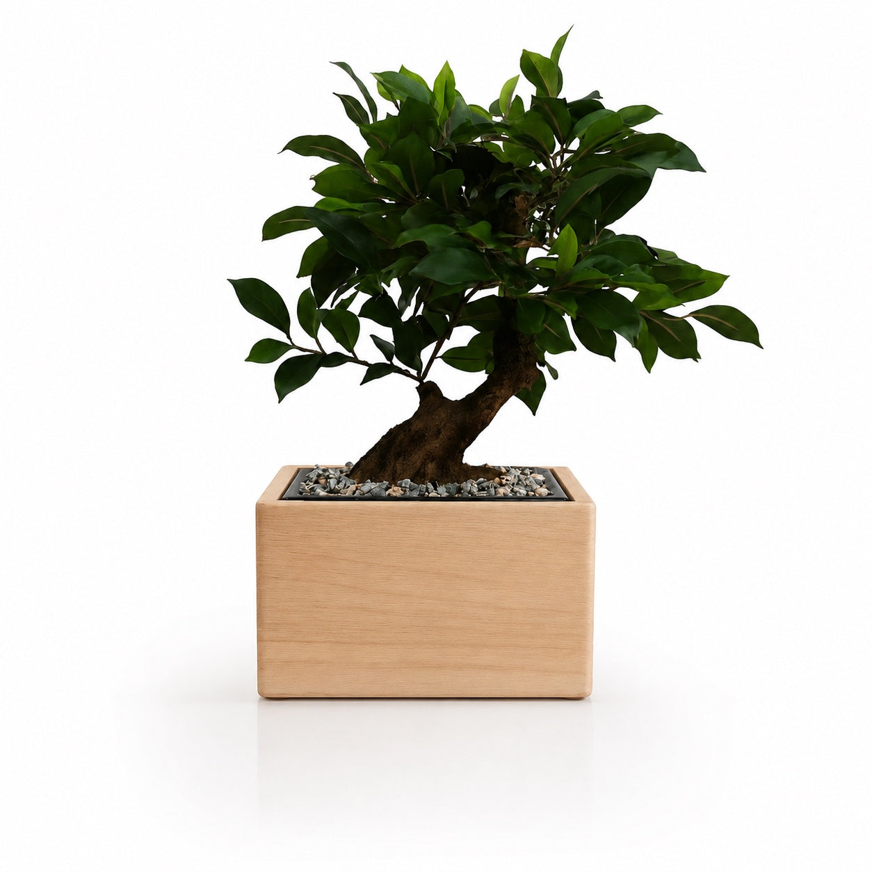Bonsaï Ficus – Urne Funéraire pour Animal en Hêtre Massif