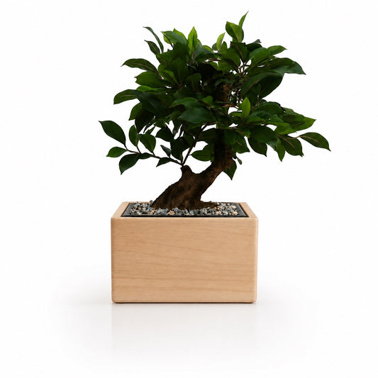 Bonsaï Ficus – Urne Funéraire pour Animal en Hêtre Massif