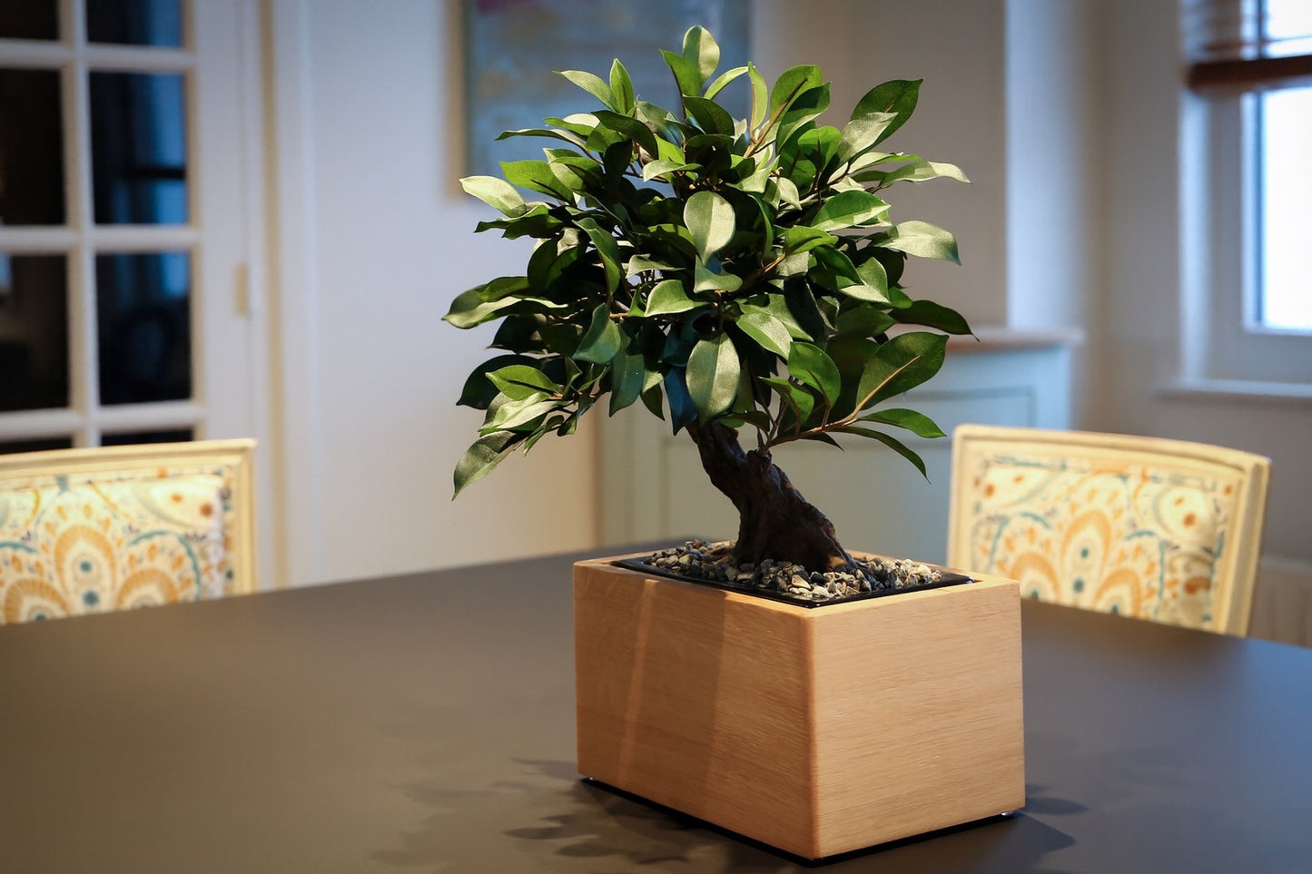 Urne funéraire en bois fabriquée en France – Modèle Bonsaï Ficus