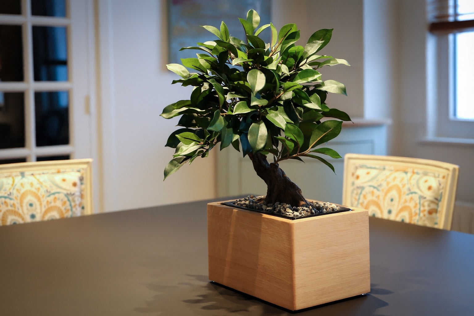Urne funéraire en bois fabriquée en France – Modèle Bonsaï Ficus