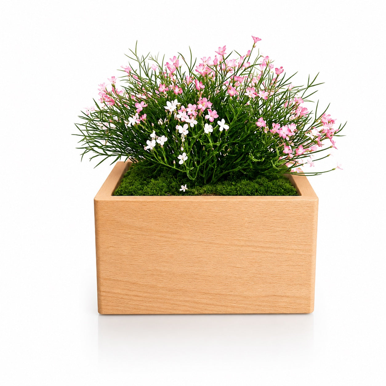 Marguerite Rose – Urne Funéraire pour Animal en Hêtre Massif