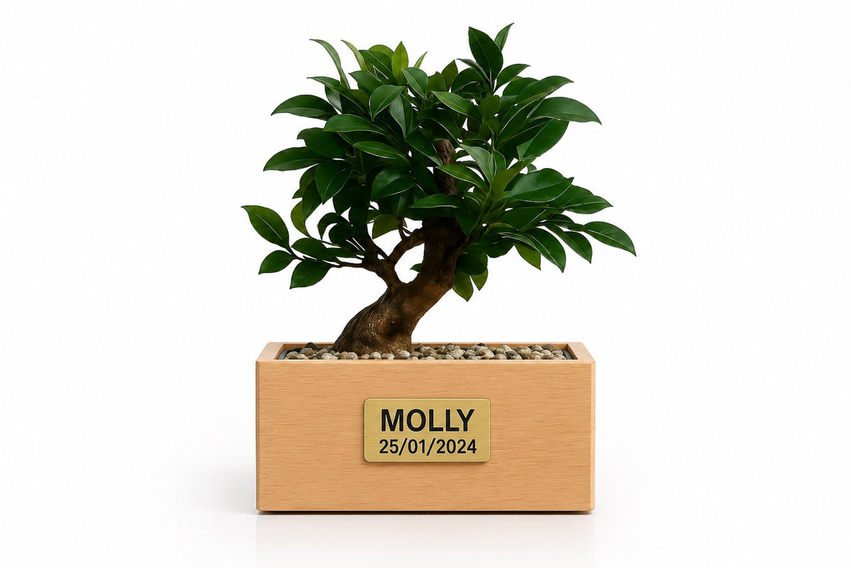 Urne funéraire Bonsaï Ficus en hêtre massif avec plaque personnalisée – SOUL GARDEN