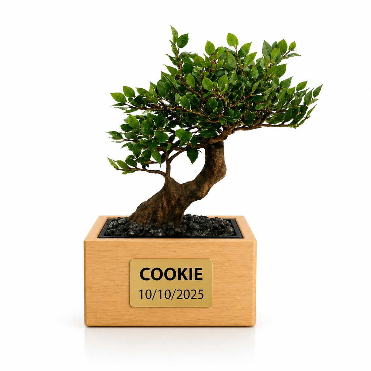 Urne funéraire Bonsaï Orme en hêtre massif avec plaque personnalisée – SOUL GARDEN
